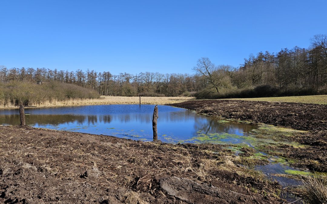 Renaturierung Schönwolder Moor im Biosphärenreservat Schaalsee